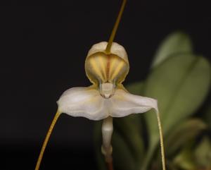 Masdevallia xanthina