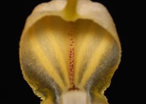 Masdevallia xanthina