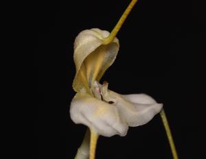 Masdevallia xanthina