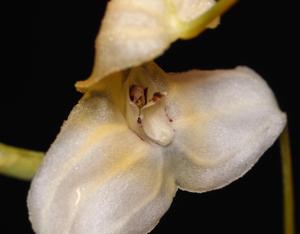 Masdevallia xanthina