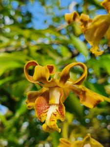 Dendrobium conanthum