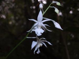 Calanthe arisanensis