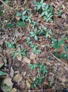 Goodyera daibuzanensis