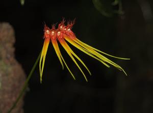 Bulbophyllum karenkoensis