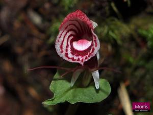 Corybas taliensis