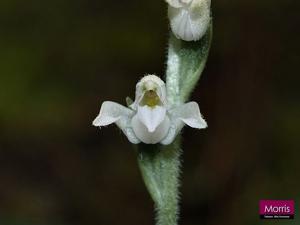 Goodyera schlechtendaliana