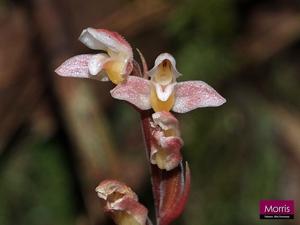 Goodyera similis