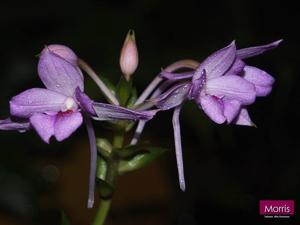 Calanthe masuca