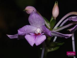 Calanthe masuca