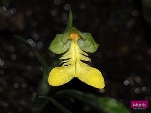 Odontochilus bisaccatus
