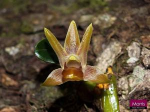 Dendrobium nakaharae