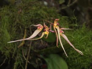 Bulbophyllum macraei