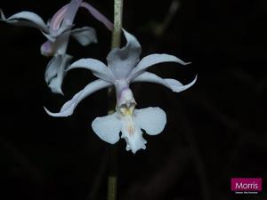 Calanthe arisanensis