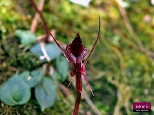 Corybas puniceus