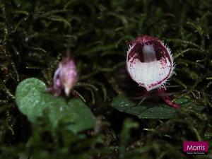 Corybas taiwanensis