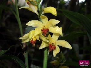 Phaius flavus