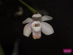 Thrixspermum formosanum