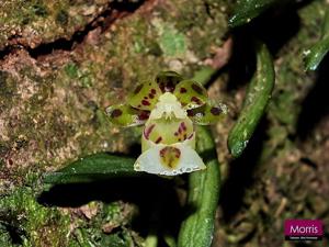 Gastrochilus formosanus