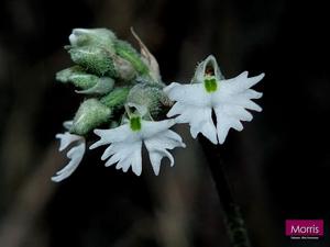 Cheirostylis chinensis