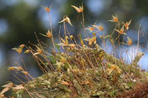 Bulbophyllum schefferi