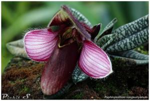 Paphiopedilum rungsuriyanum