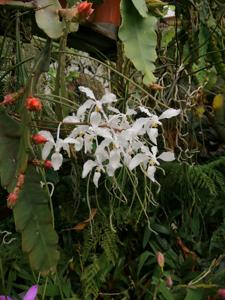 Holcoglossum subulifolium