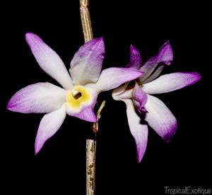 Dendrobium vietnamense