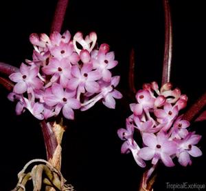 Vanda christensoniana