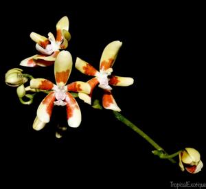 Phalaenopsis fuscata