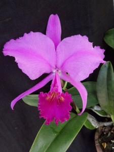 Cattleya trianae