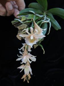 Eurychone galeandrae