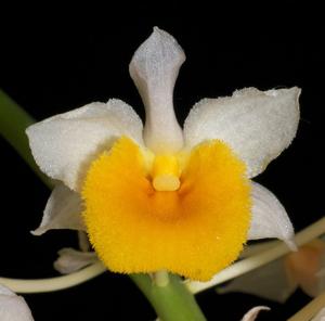 Dendrobium thyrsiflorum