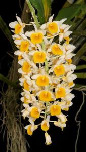 Dendrobium thyrsiflorum