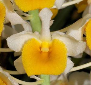 Dendrobium thyrsiflorum