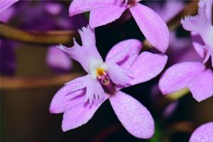 Epidendrum secundum