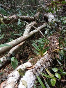 Bulbophyllum medioximum