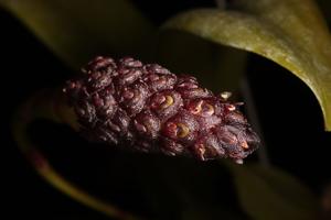 Bulbophyllum coriophorum