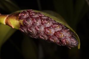 Bulbophyllum coriophorum