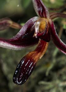 Bulbophyllum alkmaarense