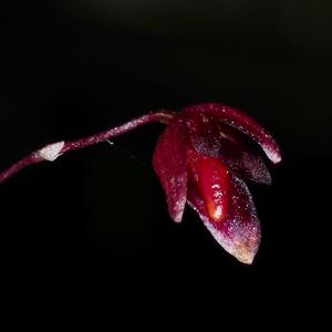 Bulbophyllum bakoense