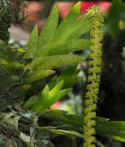 Oberonia padangensis