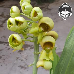 Catasetum luridum