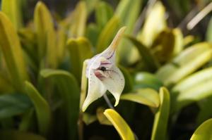 Masdevallia coriacea