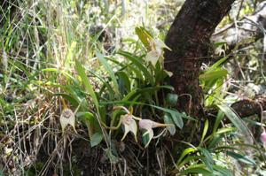 Masdevallia coriacea