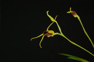 Masdevallia oreas