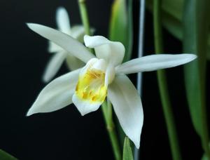 Coelogyne flaccida