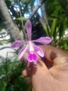 Encyclia jenischiana