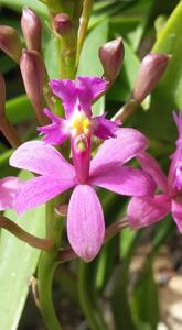 Epidendrum secundum