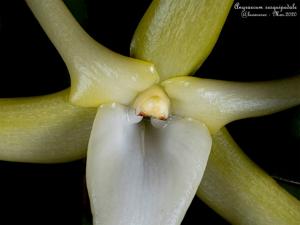 Angraecum sesquipedale