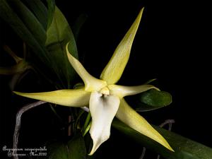 Angraecum sesquipedale